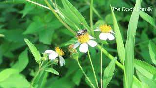 nature bee sucking honey from flower