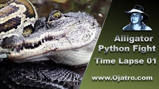 Alligator vs Big Python 01 Time Lapse