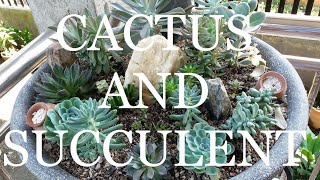 CACTUS AND SUCCULENT ADDICTS EYES HERE! (With English subtitle)