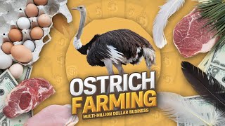 Ostrich Farming SECRETS: Eggs,Meat,Feathers, Skin \u0026 Multi-million Dollar#OstrichFarming #ExoticMeats