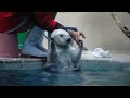 鳥羽水族館 ラッコ メイちゃん3連ﾊﾟｲﾛﾝを操る「私くらいになると出来るのよ」