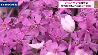 芝桜とサクラの共演 立谷川沿いに広がる\