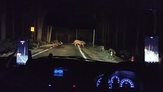 अचानक रोड पे आ गया बाघ || Suddenly a tiger came on the road || Jim Corbett Mohan || #Tiger