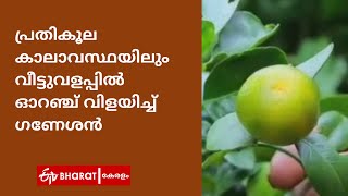 പ്രതികൂല കാലാവസ്ഥയിലും വീട്ടുവളപ്പില്‍ ഓറഞ്ച് വിളയിച്ച് ഗണേശന്‍ |Orange Farming |ETV Bharat Kerala