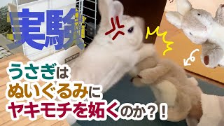 実験 うさぎはぬいぐるみにヤキモチを妬くのか？ (Eng sub) experiment! Are rabbits jealous of stuffed animals?