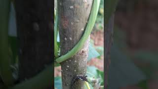 Black aphids infestation on pisum sativum