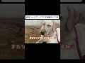 【大型犬】このあと他のワンちゃんに会うの恥ずかしくて早急に帰った思い出 ラブラドールレトリバー ラブラドール 可愛い 犬のいる生活 愛犬 癒し 大型犬 shorts