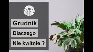 Dlaczego grudnik nie kwitnie lub zrzuca pąki kwiatowe?  Co zrobić żeby grudnik zakwitł?