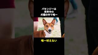 犬の秘密🤫暴露します🔥パート13