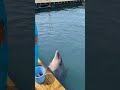 【海中水族館シードーナツ】碧ちゃんの華麗なジャンプをご披露 　 イルカ 水族館 海 イルカジャンプ　 dolphin