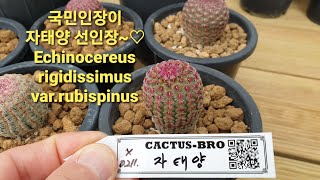 국민다육이선인장 자태양~!(Echinocereus rigidissimus var.rubispinus)