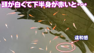 【めだか】今日はメダカを見ながらなんか色々話してます　Ｂ型おやじ