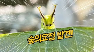 숲의 요정 왕오색나비 애벌레를 찾았습니다!