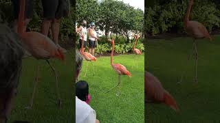 Flamingo Meet N Greet at Baha Mar in the Bahamas