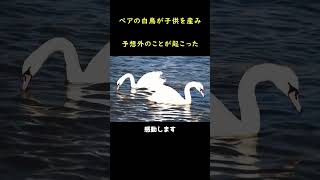 オス白鳥の子育て日記！