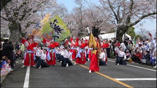 2024.04.07　福島県富岡町　夜の森桜まつり2024　ヨサコイ前半【4K 60fps】