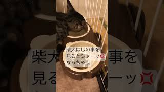 成犬と子猫の仲良くなる方法が知りたい🐶🐱譲渡会からのトライアル期間🤝💕