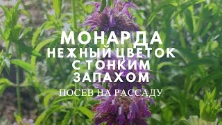 Монарда - ароматическое растение и красивый цветок!