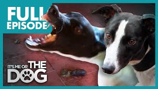 The Savage Sisters: Roxy and Rio | Full Episode | It's Me or the Dog