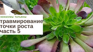 Травмирование точки роста. Часть 5