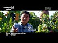 Xinjiang winemaker hopes locally-made wine can fill glasses on international market