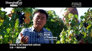 Xinjiang winemaker hopes locally-made wine can fill glasses on international market