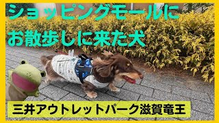 ショッピングモールでお散歩するミニチュアダックスとおにやんま君【関西弁でしゃべる犬】