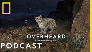 Searching for the Himalayas' Ghost Cats | Podcast | Overheard at National Geographic