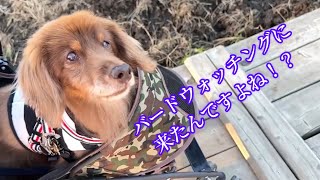 【虹🌈の橋をわたる65日前  優雅に過ごすはずが、修行の場になる】#犬  #虹の橋  #痙攣