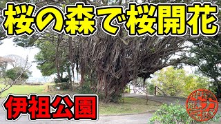 【伊祖城跡】桜の森こと伊祖公園で桜の開花を探す！伊祖のシーサーヤー・独歩二十一大隊第三中隊終焉之地の慰霊碑・英租之宮の伊祖神社・浦添八景の伊祖グスク・最高拝所の旗立て！