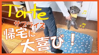 単身赴任中の大好きなパパがサプライズ帰宅で愛犬トルテが凄いことになった！（トイプードルのTorte channel）