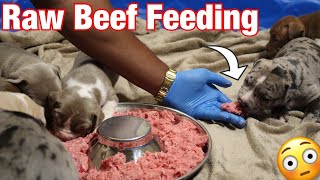 How to introduce a puppy to a raw meat diet. American Bully.