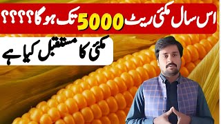 maki market ka mustaqbil kia ha ||maki rate today