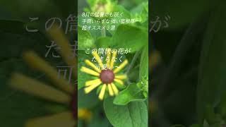 【8月の猛暑でも美しく咲く手間いらずの宿根草３選 】#flowers #garden #vlog #summer #ガーデニング #shorts Heat tolerant perennial