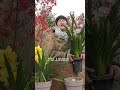 【海媽園藝課堂17】年宵花中的老大哥，大花蕙蘭養護秘訣 how to care for cymbidium orchids thriving flowers for chinese new year