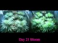 420 Magazine LED Grow Light Comparison Marijuana: Hydro Grow vs Haight Solid State.mpg