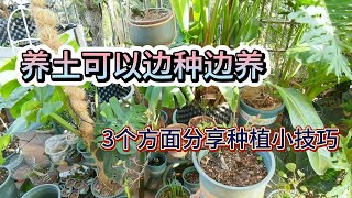 养土可以边种边养，3个方面分享 #种植小技巧