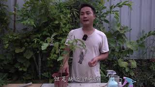 茄子开花不结果？只因这个问题太小，导致多数人忽略