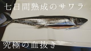 究極の血抜きをして鰆を1週間熟成。  鳥肌がたつ超絶の美味。