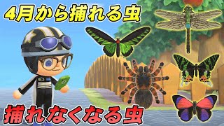 【あつ森攻略】北半球の4月から捕れる魚と捕れなくなる虫まとめ【あつまれ どうぶつの森】