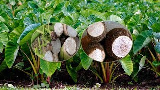 បច្ចេកទេសដាំដំណាំត្រាវ Taro Planting Technique