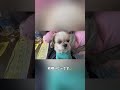 巳年だけにheavyってか　 シーズー 犬 癒し shihtzu shorts shortvideo