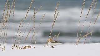 [4K] ユキホオジロ　snowbunting