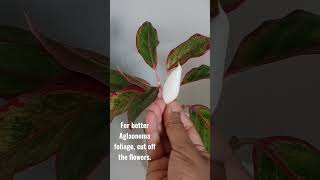 Cutting Aglaonema flowers. #plants #aglaonema #indoorplants #gardening #plantcare #plantcaretips