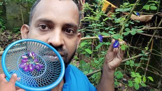 මගේ ගෙවත්තේ නිල්කටරොඩු අස්වැන්න | nil katarodu harvest | organic home gardening