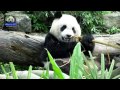 20150220圓仔吃飯囉part3 the giant panda yuan zai