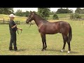 breckon farms 2016 yearling draft lot 113 king of swing