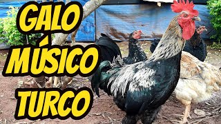 Vídeo lindo galo músico turco cantor canto longo lindas galinhas músicas - botam muitos ovos galados