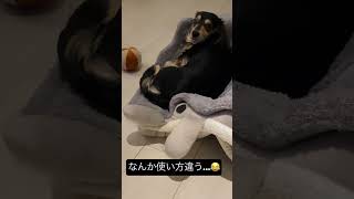 お昼寝😪　#shorts #ミニチュアダックスフンド #いぬ #犬のいる暮らし