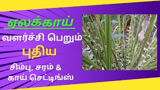 #ஏலக்காய் -புதிய \u0026 அதிக வேர், சிம்பு, சரம் \u0026 காய், #ஜைட்டானிக் உரங்கள் உபயோகித்ததில் #cardamom